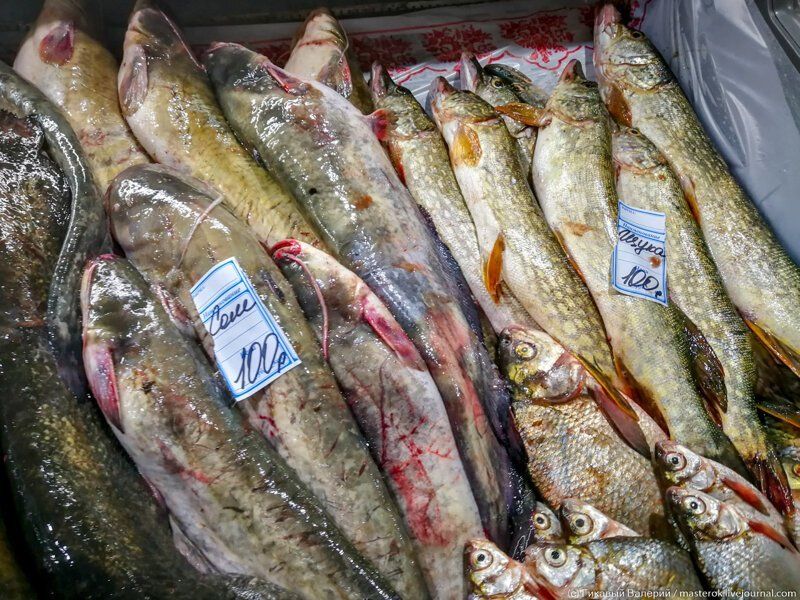 Где Дешевле Купить Рыб Сомов В Нальчике