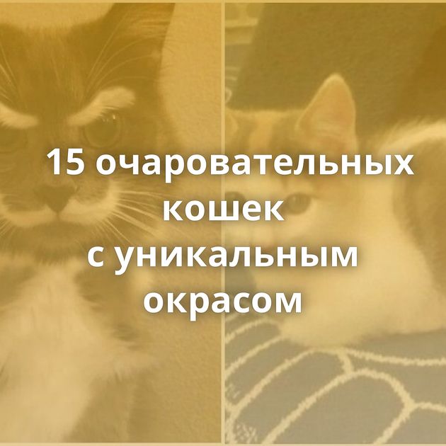 15 очаровательных кошек с уникальным окрасом