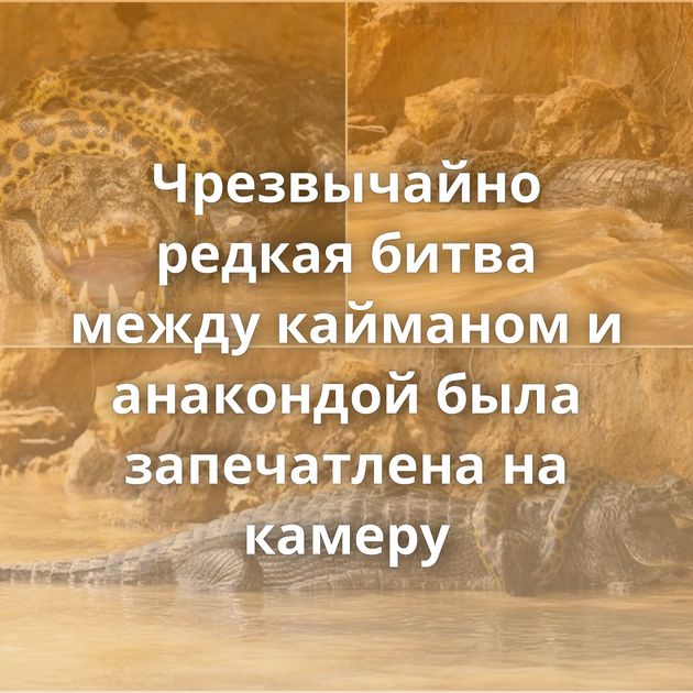 Чрезвычайно редкая битва между кайманом и анакондой была запечатлена на камеру