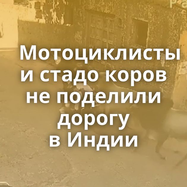 Мотоциклисты и стадо коров не поделили дорогу в Индии