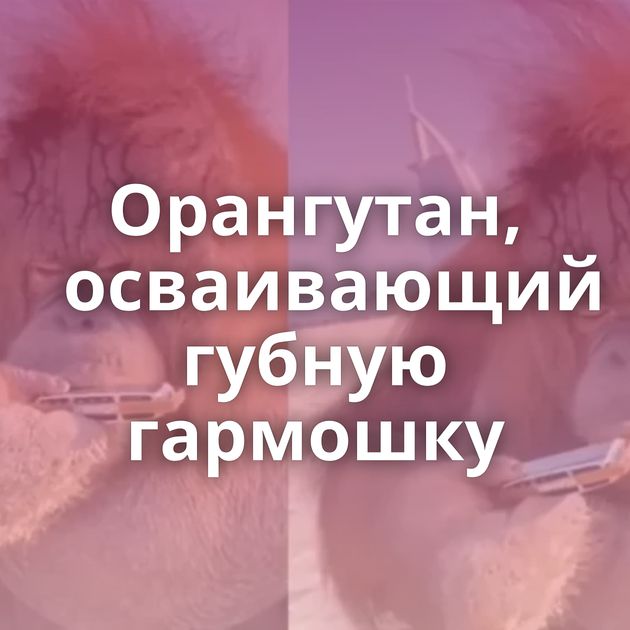 Орангутан, осваивающий губную гармошку