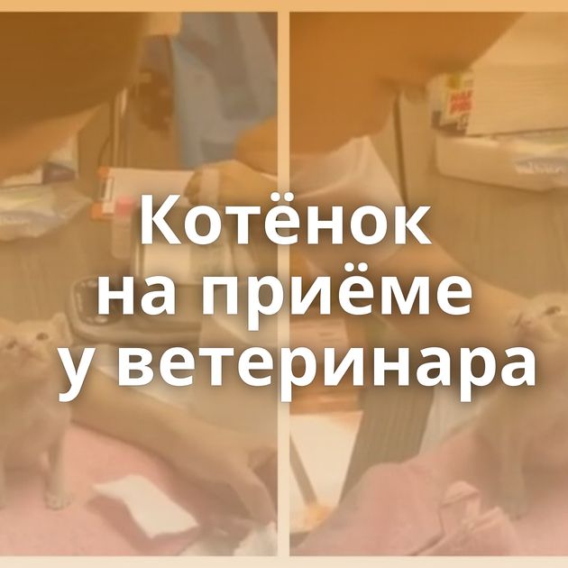 Котёнок на приёме у ветеринара