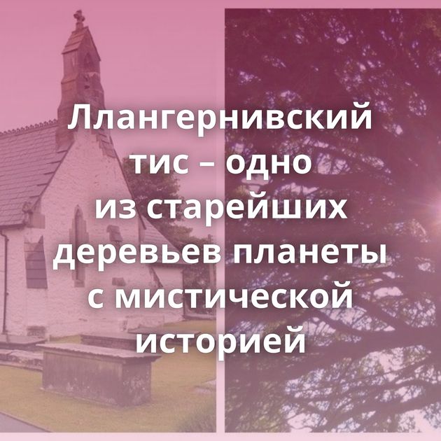 Ллангернивский тис – одно из старейших деревьев планеты с мистической историей