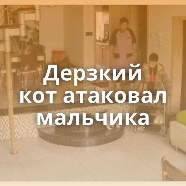 Дерзкий кот атаковал мальчика