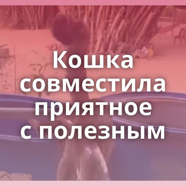 Кошка совместила приятное с полезным