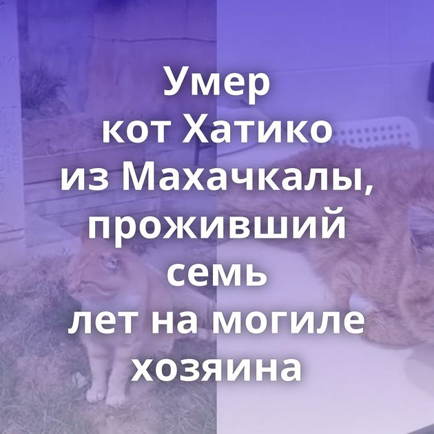 Умер кот Хатико из Махачкалы, проживший семь лет на могиле хозяина