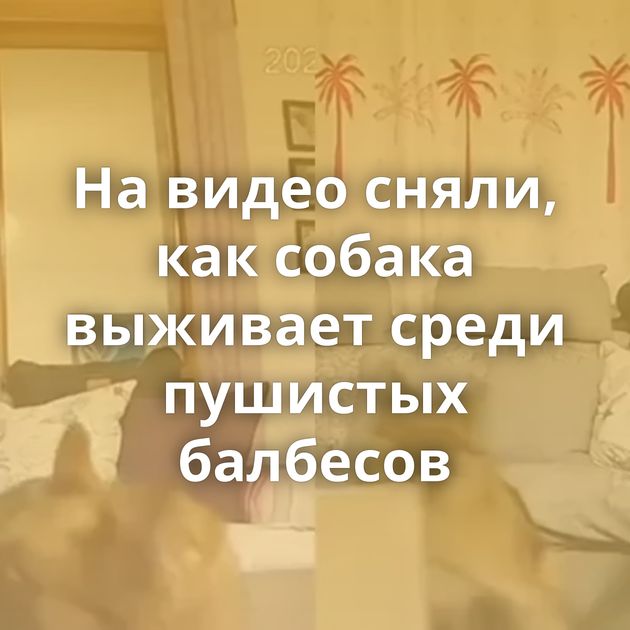 На видео сняли, как собака выживает среди пушистых балбесов