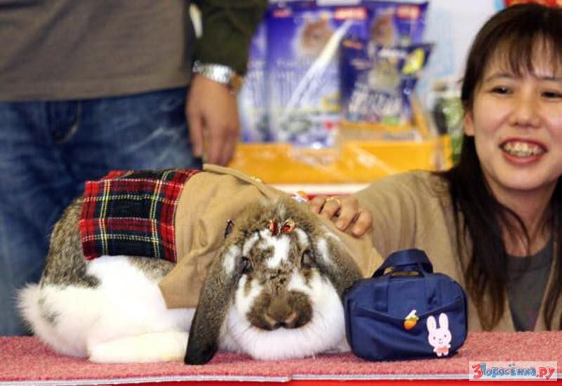 Домашние животные в Японии. Трендовый кролик Япония. Конкурс красоты среди кроликов. Ярмарка кроликов. Кролик 12 лет