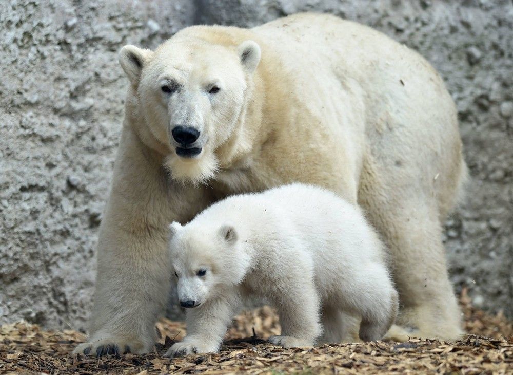 Mother Bear магазины.