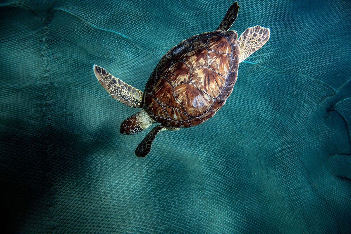 Черепаха логгерхед фото
