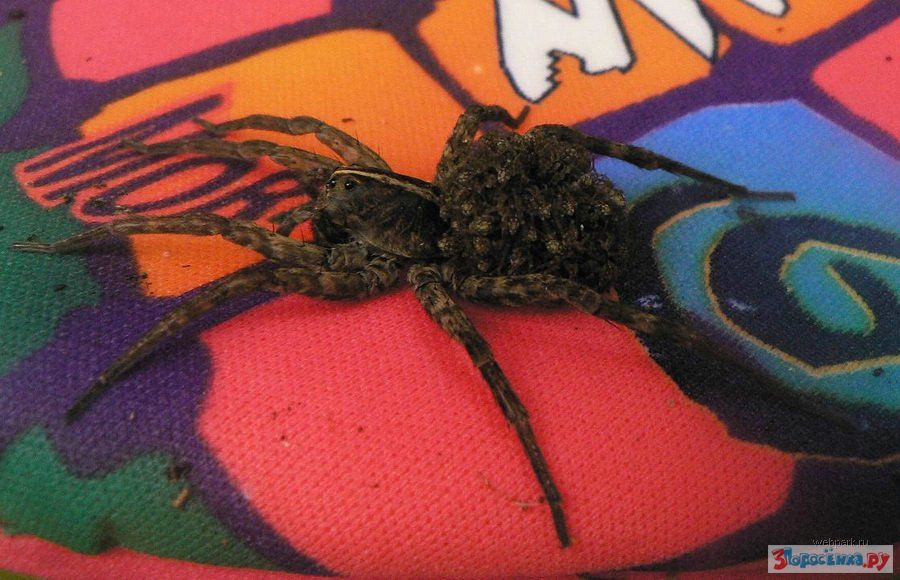 арахны drider. League of legends элиза паук. арахна арахнера арахна. паучиха 3. унголианта арахна.