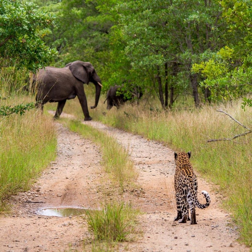 В мире живут дикие. Крюгер парк ЮАР. Парк Крюгера в Африке. Звери Африки. Дикие звери Африки.