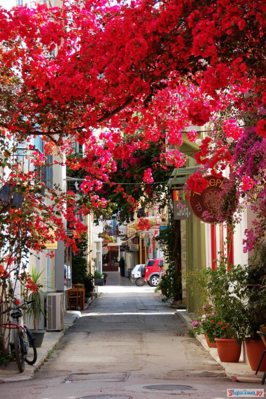 Street of flowers. Нафплион Греция. Нафплион Греция улочки. Цветущие деревья. Цветочное дерево.