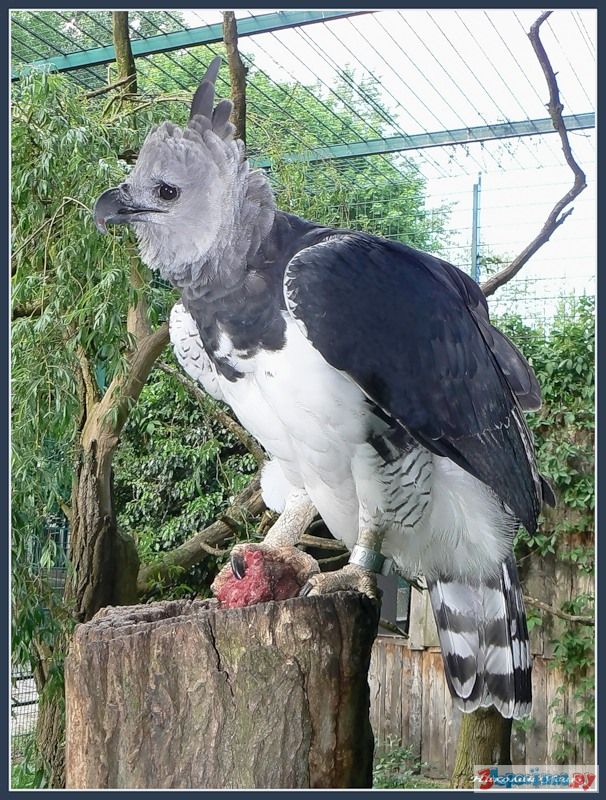 Южноамериканская гарпия птица. Южноамериканская гарпия самка. Гарпия 400. Орел гарпия. Сова гарпия.