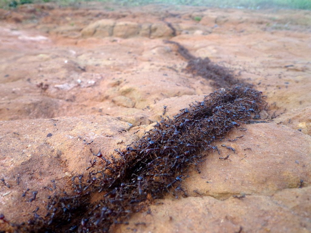 Скоро выйдут муравьи на дорогах. Муравьиная дорожка. Муравьиная тропа. Миграция муравьев. Муравьиные дороги.