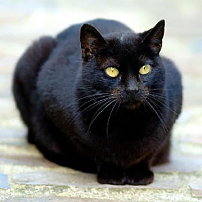 Взять черную кошку. Черные коты. Бельгийский черный кот. Черный уличный кот. Черная уличная кошка.
