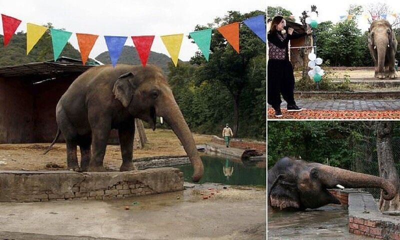Хоррор про зоопарк. Камбоджа слоны. Слоны в неволе.