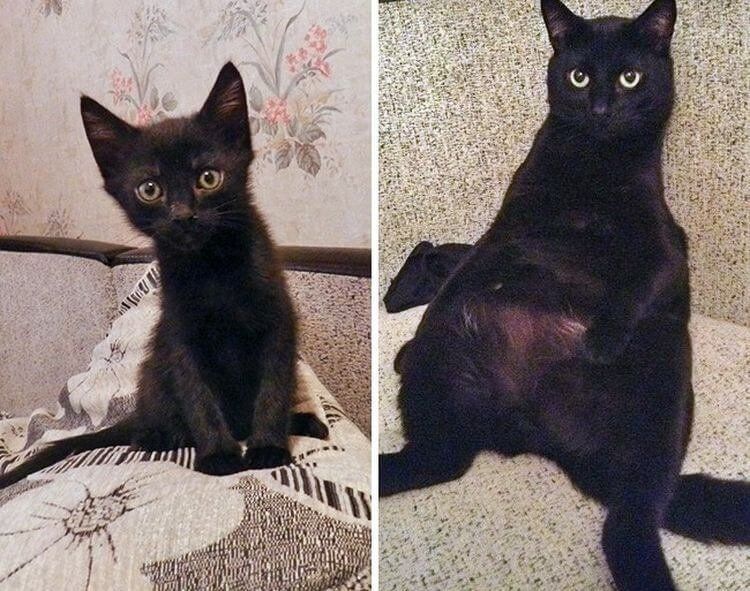 Как вырастают котята. Черный котенок до и после. Котята до и после взросления. Чёрный котёнок вырос. Котенок до и после вырос.