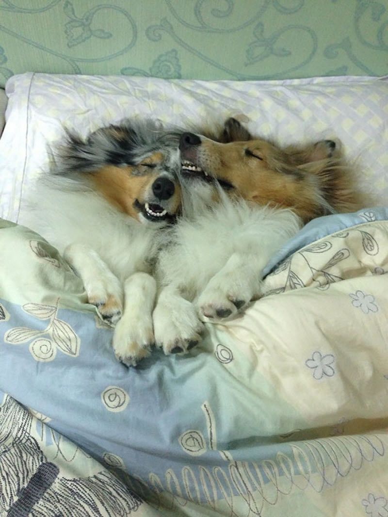 Собака в постели