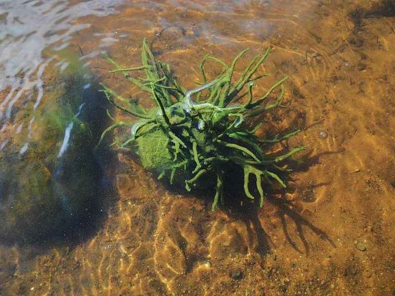 Бадяга животное. Бадяга растение. Бадяга Речная. Бадяга водоросль. Бадяга (Речная губка) - Spongilla lacustris.