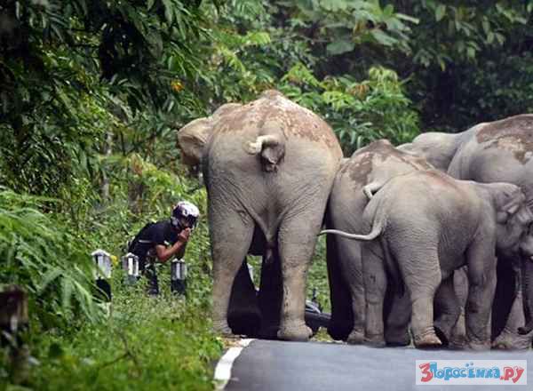 Тайланд слоны. Стадо слонов в джунглях. Трехголовый слон в Тайланде. Заповедник слонов Краби. Слон и свинья