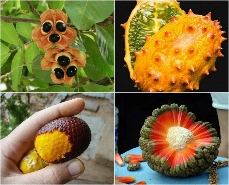 Как получить экзотическую. Фрукт Нубия. Эшта фрукт. Экзотические плоды. Необычные фрукты названия.