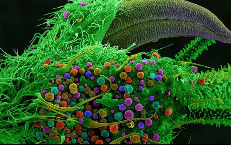 Как выглядят клетки марихуаны под микроскопом конопля растение силы