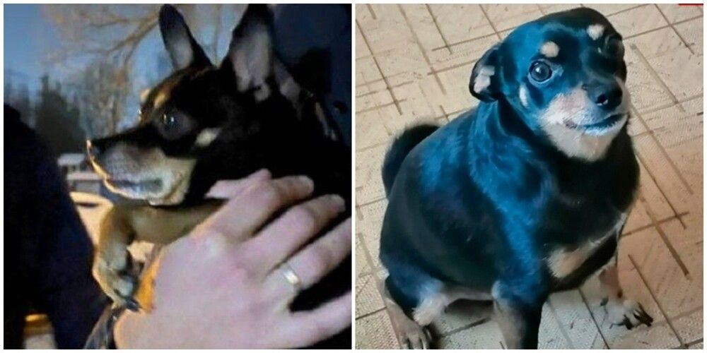 Сон выгонять собаку. Сон выгонять собаку. Собака спит на полу. Собаку прогоняют из кровати. Смешные позы собак.