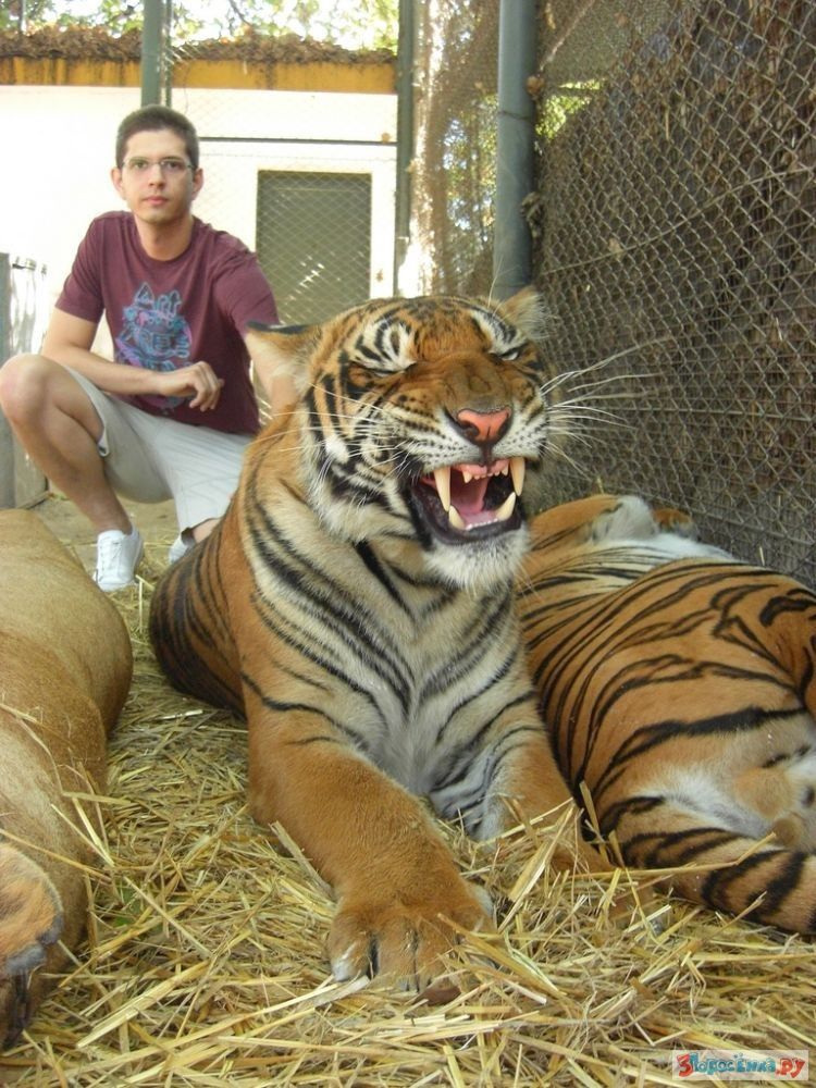 Only zoo. Зоопарк Луджан, Аргентина. Тигр в зоопарке. Зоо животных и людей. Зоопарк в Дубае.