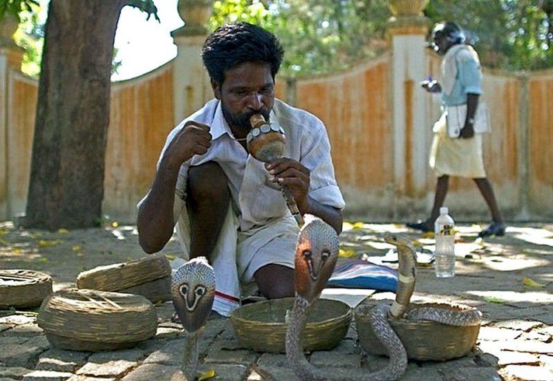 Заклинатель змей рассказ. Заклинатели змей в Индии. Кобра и Заклинатель змей. Индус Заклинатель змей. Укротитель змей в Индии.
