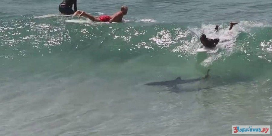 Сколько случаев нападения. Австралия акулы пляжи.