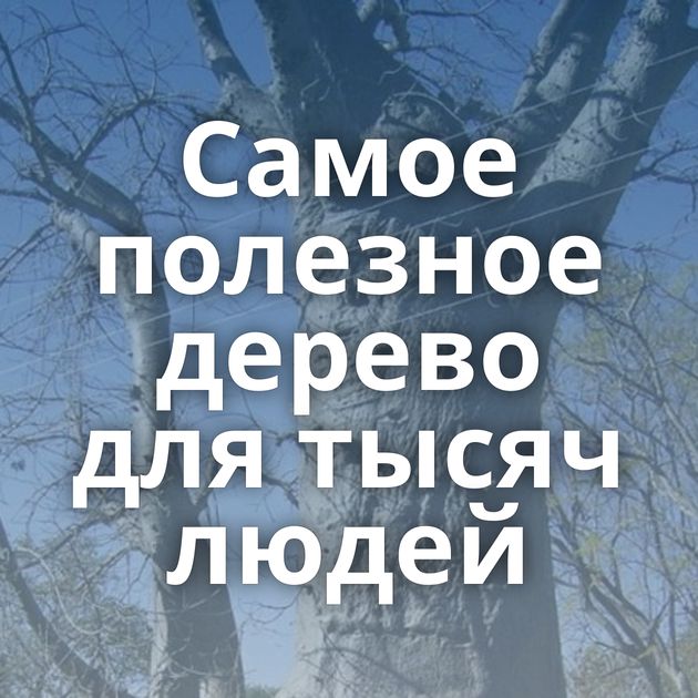 Самое полезное дерево для тысяч людей