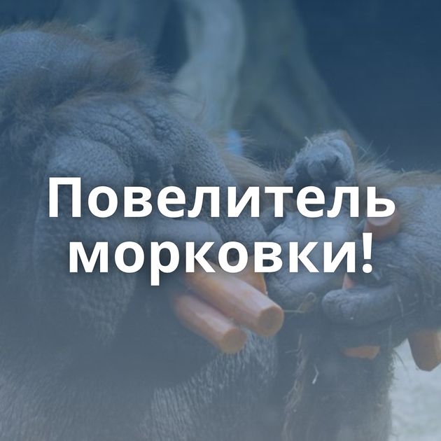 Повелитель морковки!