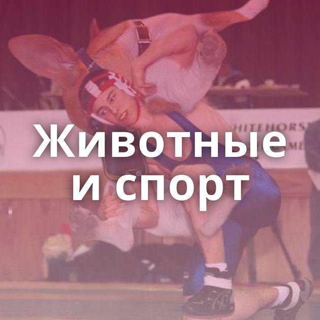 Животные и спорт