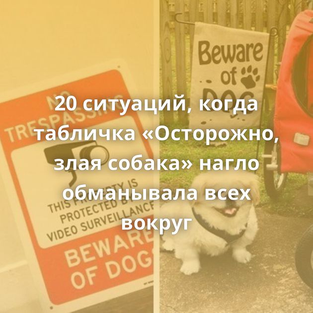 20 ситуаций, когда табличка «Осторожно, злая собака» нагло обманывала всех вокруг