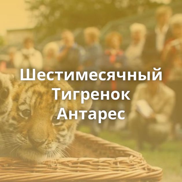 Шестимесячный Тигренок Антарес