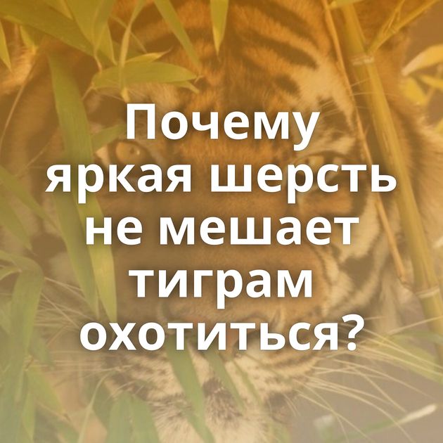 Почему яркая шерсть не мешает тиграм охотиться?