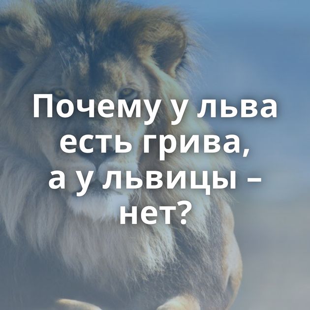 Почему у льва есть грива, а у львицы – нет?