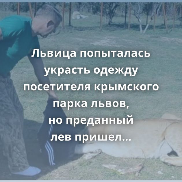Львица попыталась украсть одежду посетителя крымского парка львов, но преданный лев пришел на помощь
