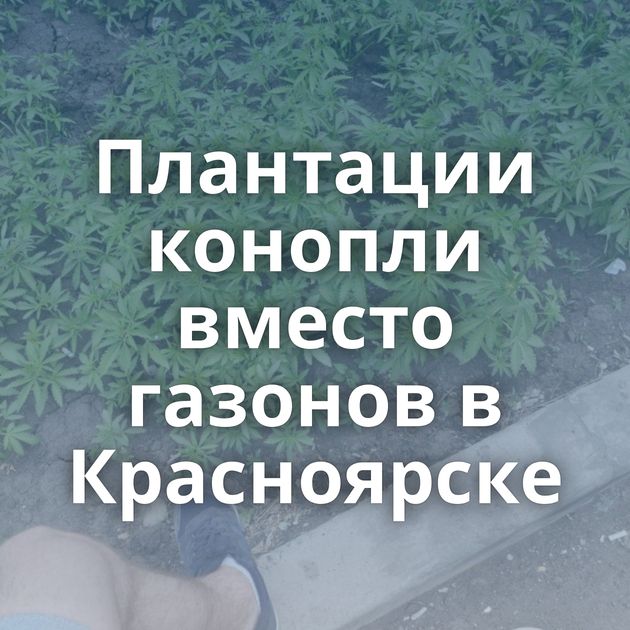 Плантации конопли вместо газонов в Красноярске