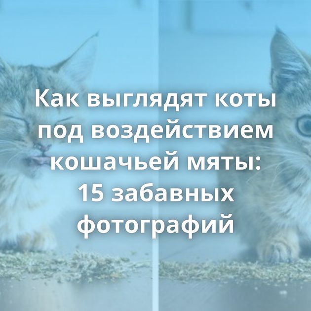 Как выглядят коты под воздействием кошачьей мяты: 15 забавных фотографий
