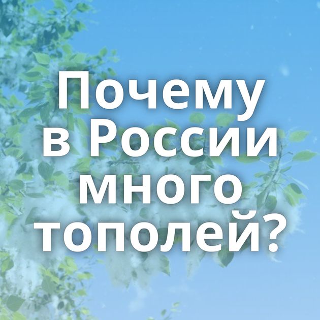 Почему в России много тополей?