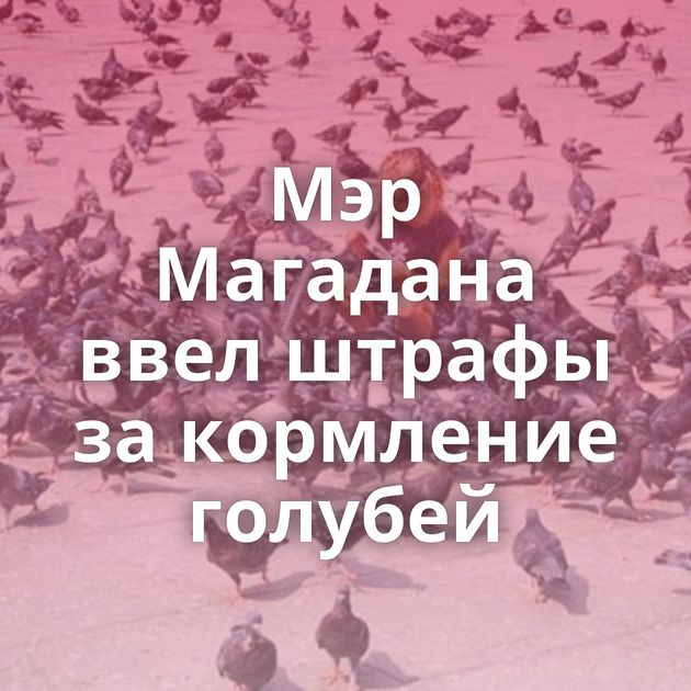 Мэр Магадана ввел штрафы за кормление голубей