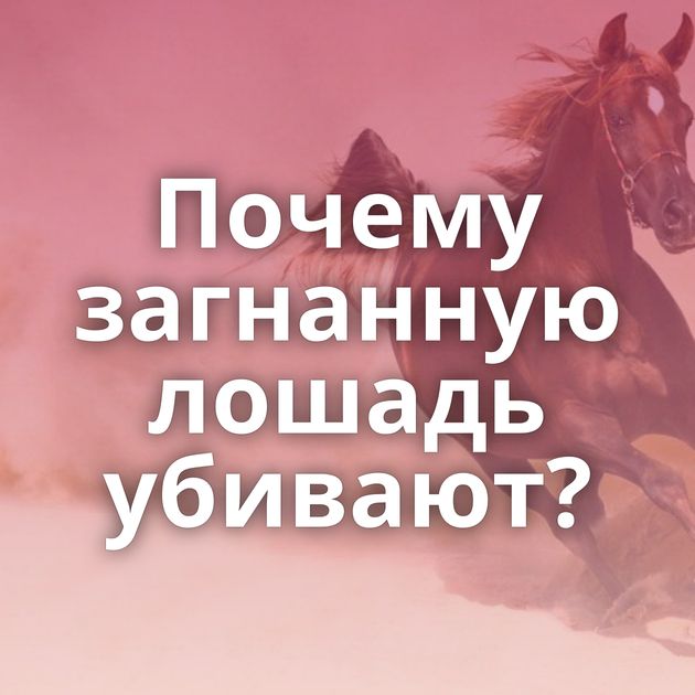 Почему загнанную лошадь убивают?