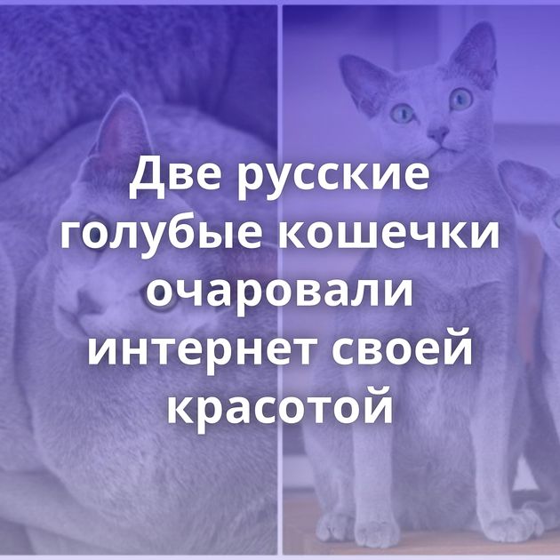 Две русские голубые кошечки очаровали интернет своей красотой
