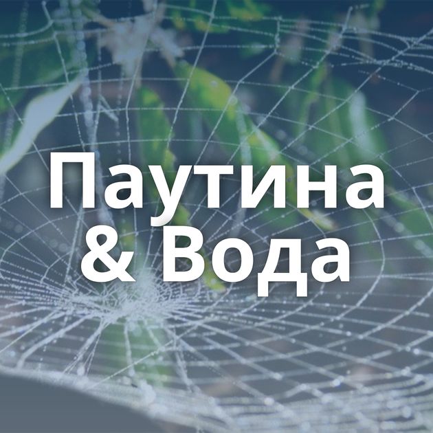 Паутина & Вода