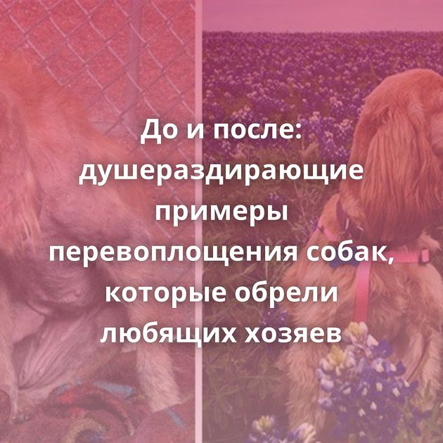 До и после: душераздирающие примеры перевоплощения собак, которые обрели любящих хозяев