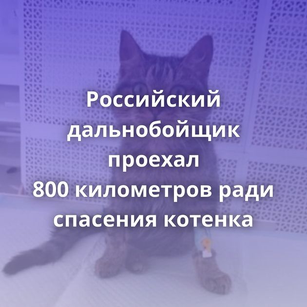 Российский дальнобойщик проехал 800 километров ради спасения котенка