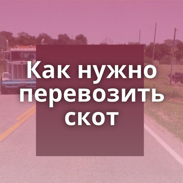 Как нужно перевозить скот