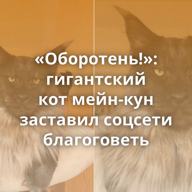 «Оборотень!»: гигантский кот мейн-кун заставил соцсети благоговеть